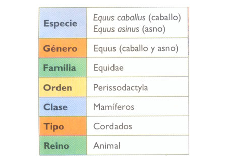 La clasificación del caballo y del asno sería del siguiente modo